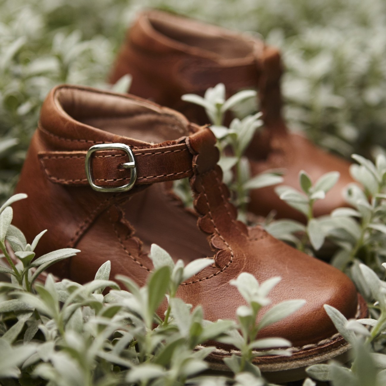 T-Bar Scallop Cognac